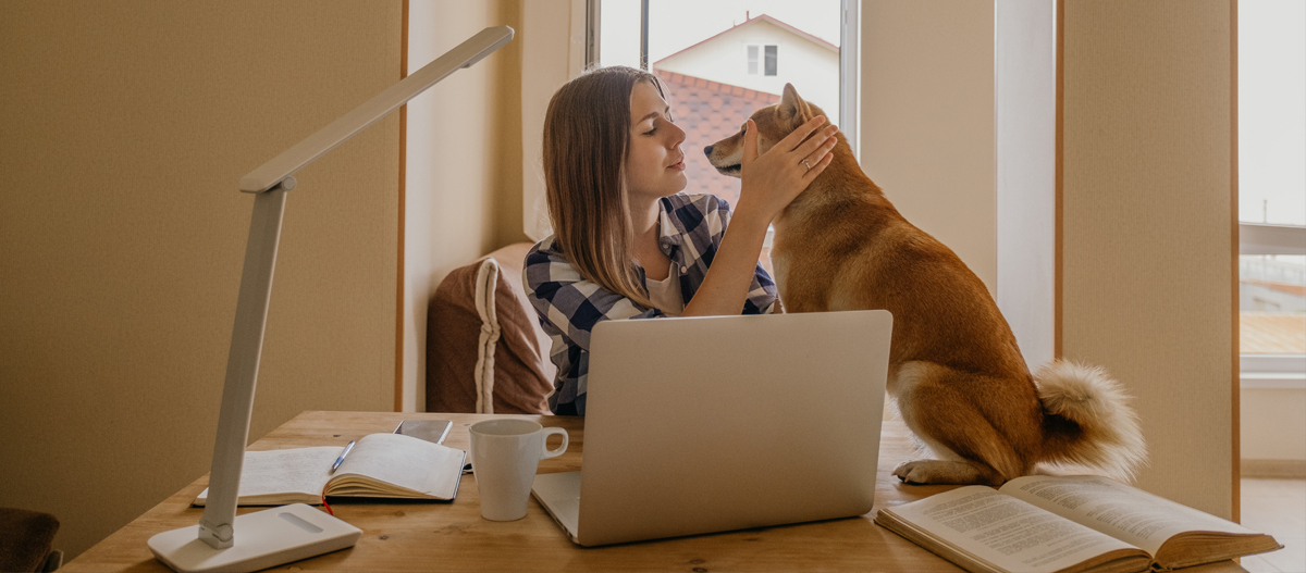 Hund sitzt auf Schreibtisch an dem Frau mit Laptop arbeitet Hund sitzt auf Schreibtisch an dem Frau mit Laptop arbeitet
