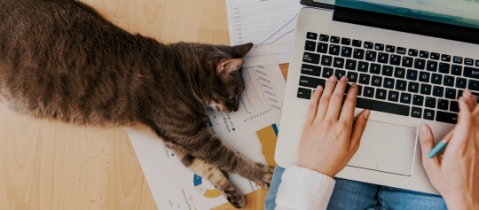 Katze liegt auf Schreibtisch neben Laptop