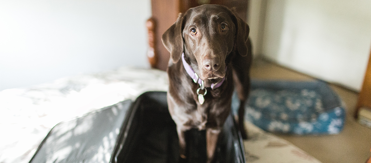 Hund sitzt im Koffer Hund sitzt im Koffer
