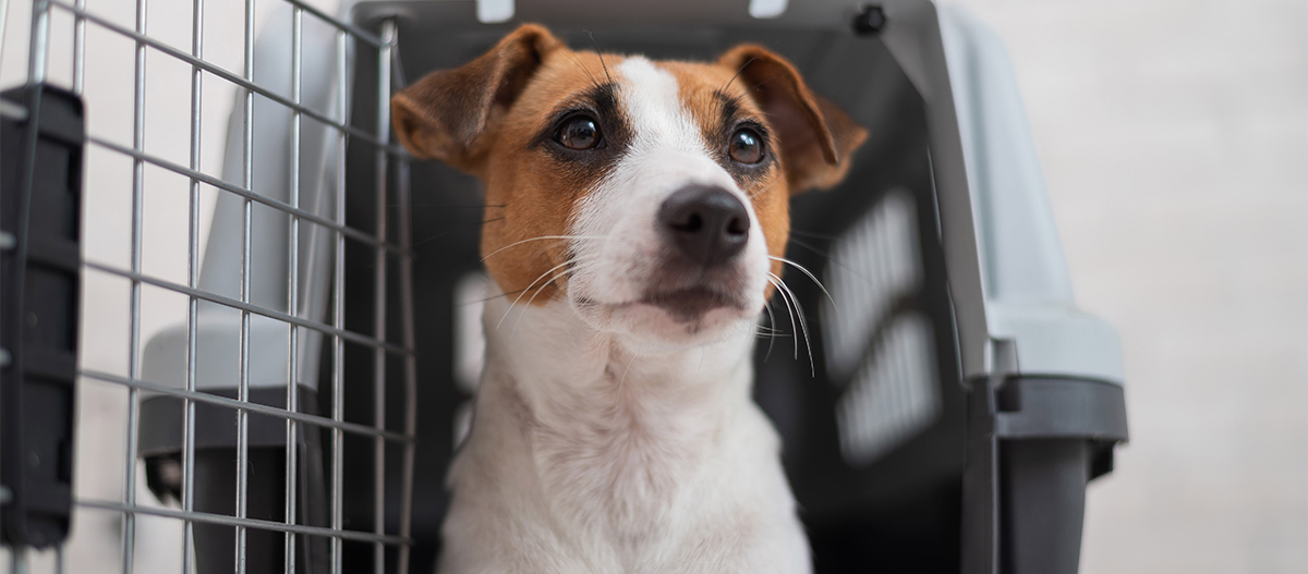 Hund in offener Transportbox Hund in offener Transportbox