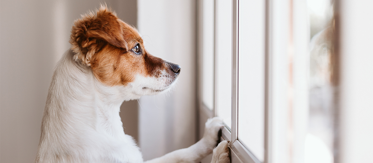 Hund steht an Fenster und schaut raus Hund steht an Fenster und schaut raus