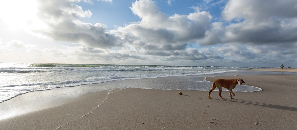 Hund spaziert am Strand Hund spaziert am Strand