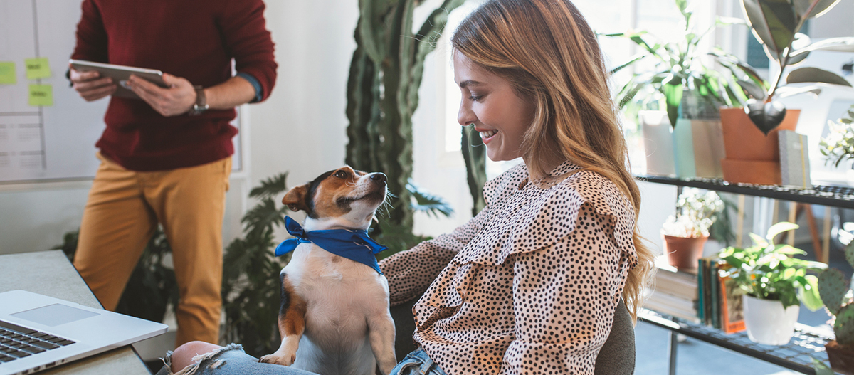 Hund im Büro Regeln Hund im Büro Regeln