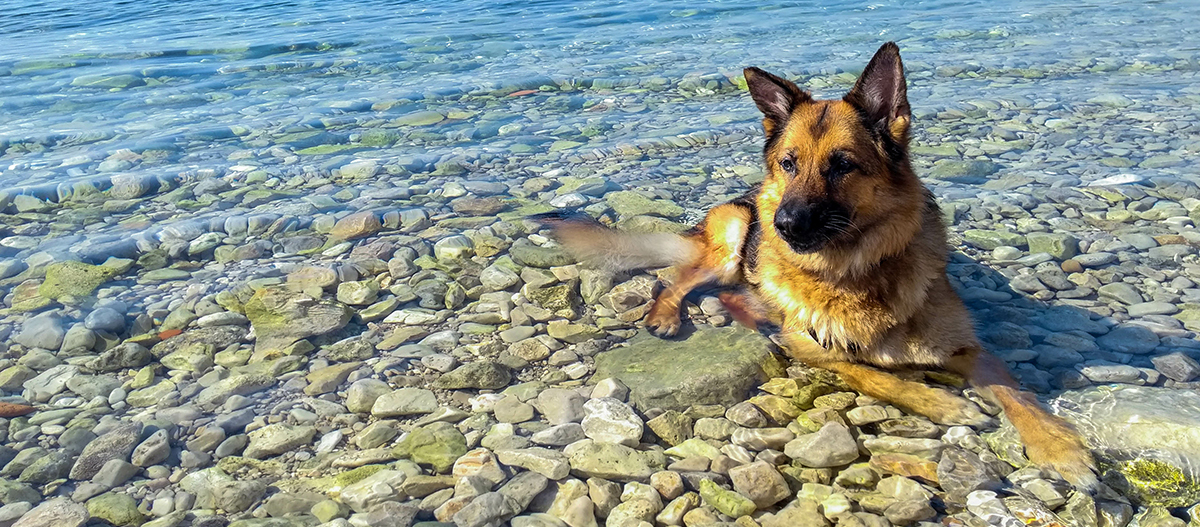 Deutscher Schäferhund liegt im Wasser Deutscher Schäferhund liegt im Wasser