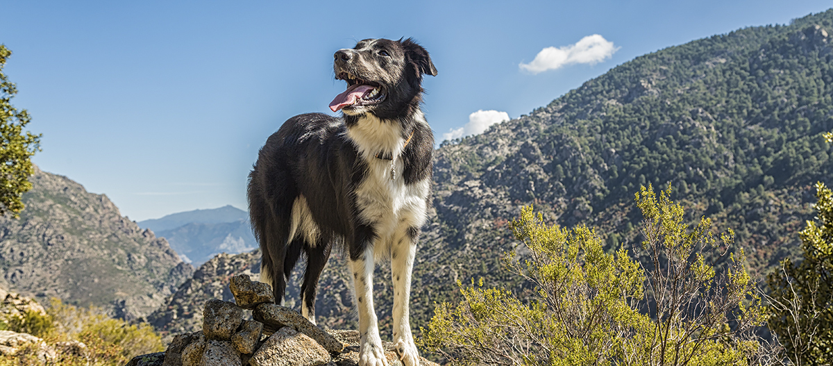 Hund steht auf Hügel umgeben von Wald und Bergen Hund steht auf Hügel umgeben von Wald und Bergen