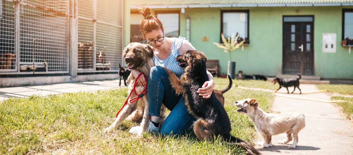 Hundebetreuerin kniet bei Hunden auf Wiese Hundebetreuerin kniet bei Hunden auf Wiese