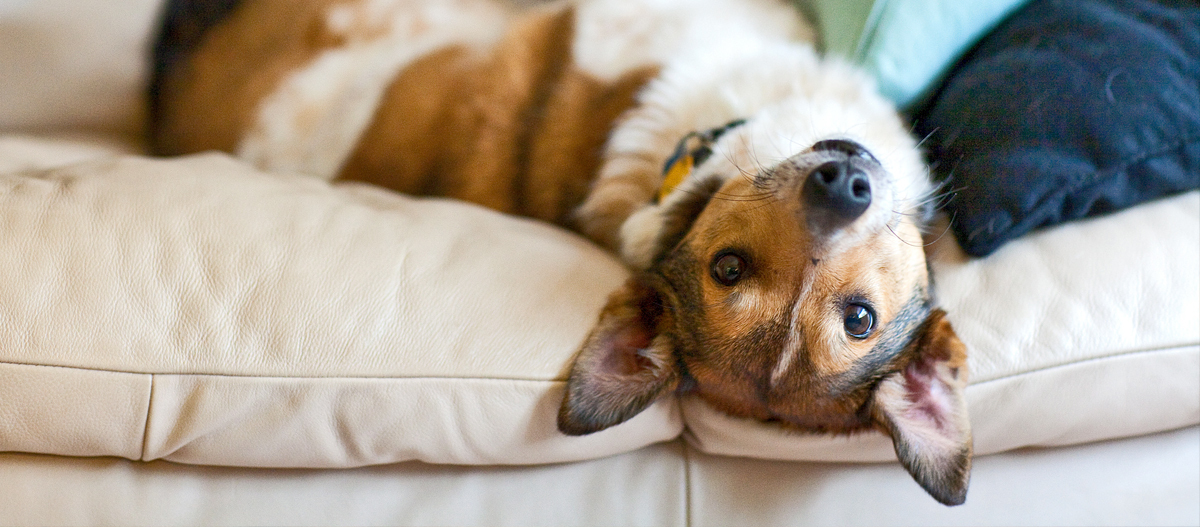 Hund liegt auf dem Rücken auf Sofa Hund liegt auf dem Rücken auf Sofa