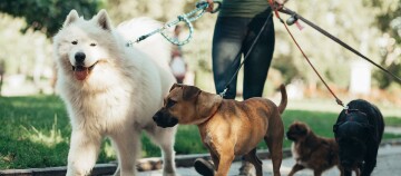 Hundebetreuer geht mit 4 Hunden spazieren