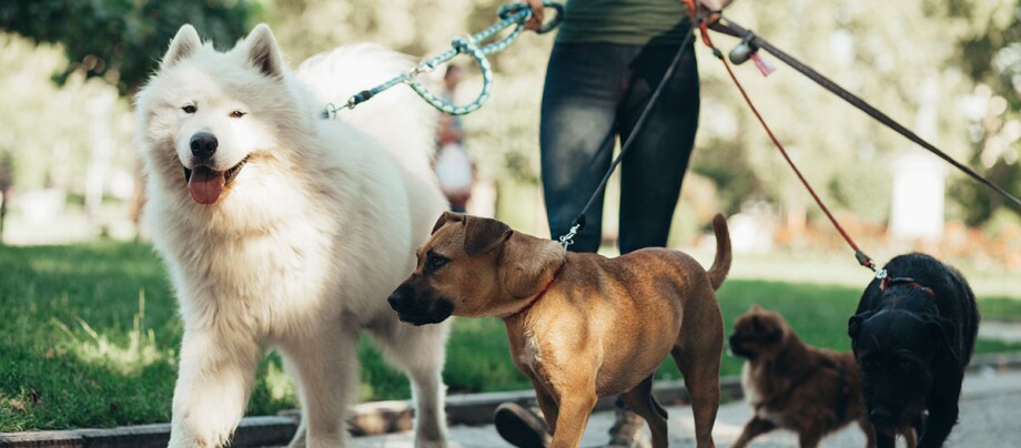 Hundebetreuer geht mit 4 Hunden spazieren Hundebetreuer geht mit 4 Hunden spazieren