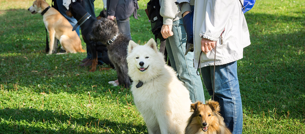 Hunde sitzen angeleint in einer Reihe beim Training auf einer Wiese Hunde sitzen angeleint in einer Reihe beim Training auf einer Wiese