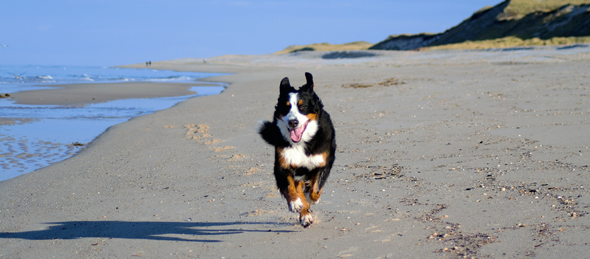 Hund rennt an Strand entlang Schillig Hund rennt an Strand entlang Schillig