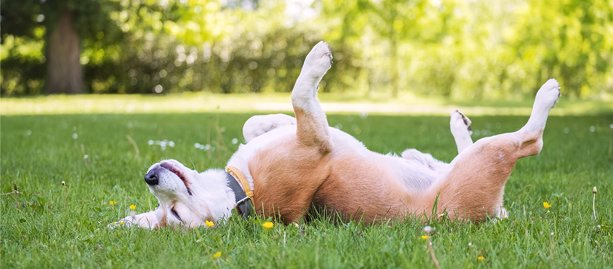 Hund liegt mit dem Rücken auf einer Wiese Hund liegt mit dem Rücken auf einer Wiese