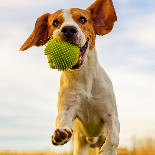 Hunde springt und fängt Ball Hunde springt und fängt Ball