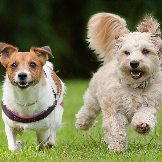 Kleine Hunde rennen über Wiese Kleine Hunde rennen über Wiese