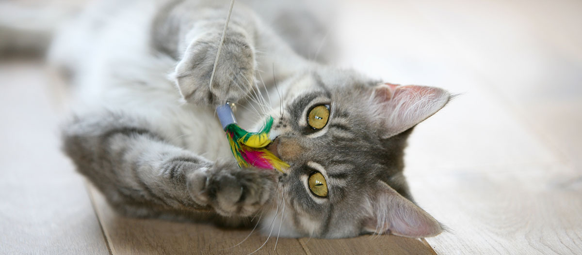 Katze spielt mit Katzenangel