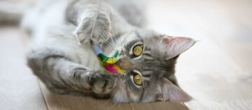 Katze spielt mit Katzenangel