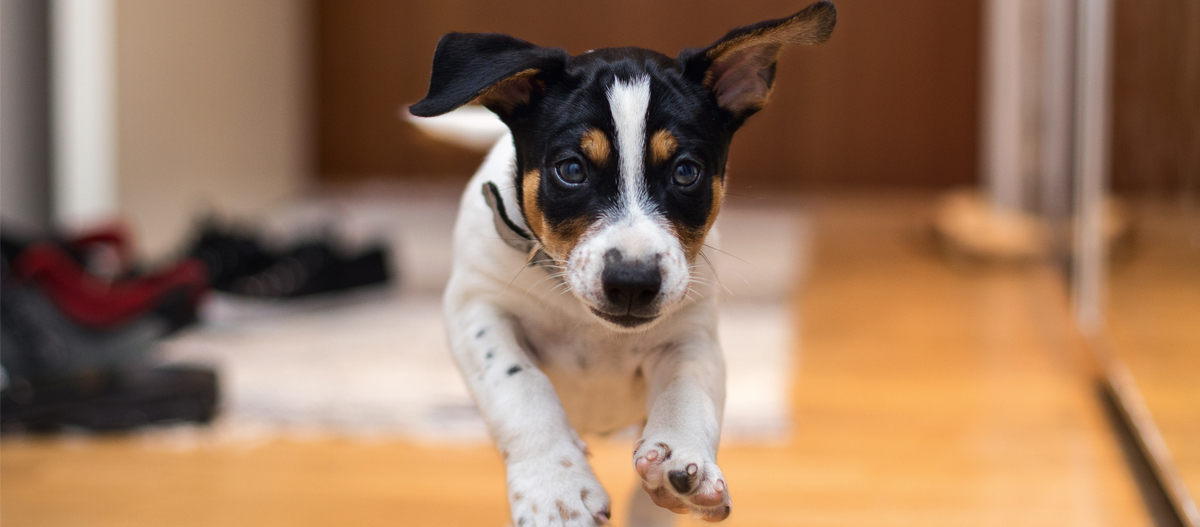 Welpe rennt im Spiel Welpe rennt im Spiel