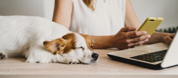 Hund liegt schlafend auf Schreibtisch neben Laptop und Frau
