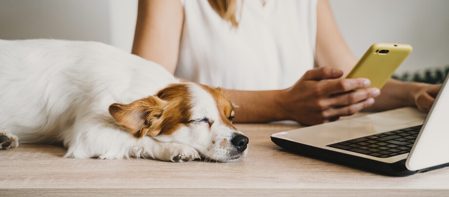 Hund liegt schlafend auf Schreibtisch neben Laptop und Frau Hund liegt schlafend auf Schreibtisch neben Laptop und Frau