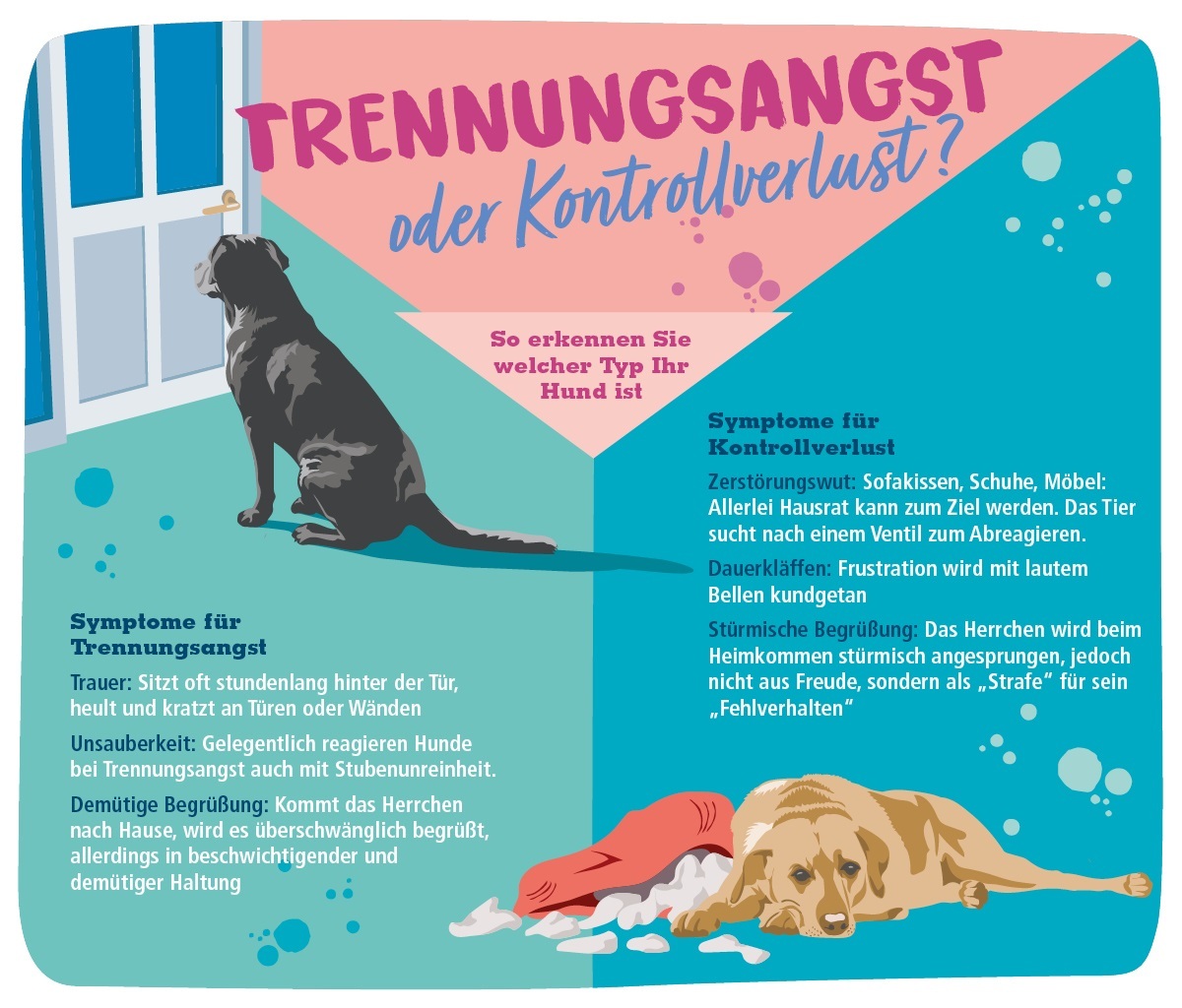 Hund alleine lassen Trennungsangst Infografik Hund alleine lassen Trennungsangst Infografik