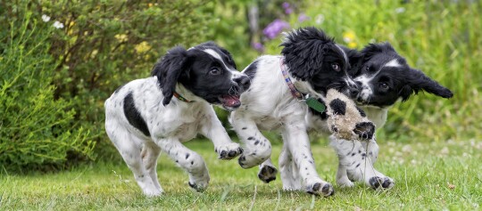 Drei spielende Welpen auf Wiese