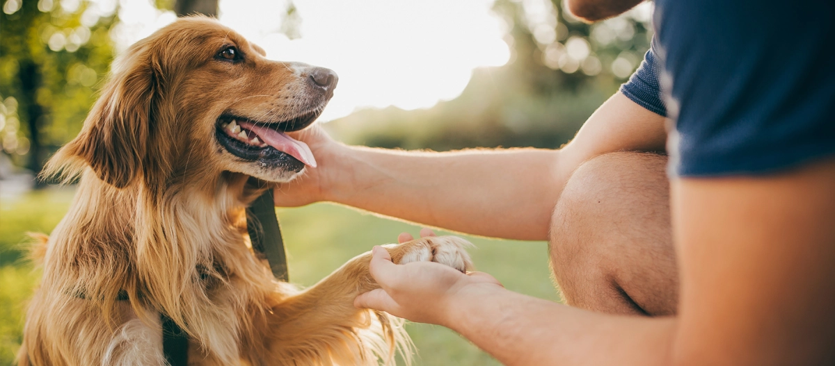 Hund sitzt auf Wiese und gibt Mann Pfote