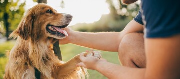 Hund sitzt auf Wiese und gibt Mann Pfote