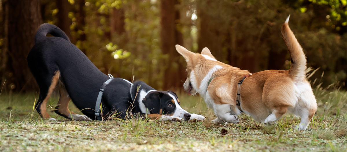 Zwei Hunde spielen gemeinsam auf einer Wiese Zwei Hunde spielen gemeinsam auf einer Wiese