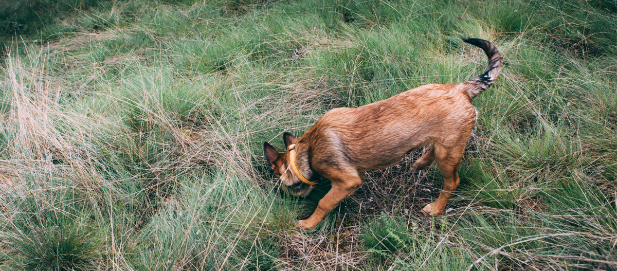 Hund beim Fährten auf Wiese Hund beim Fährten auf Wiese