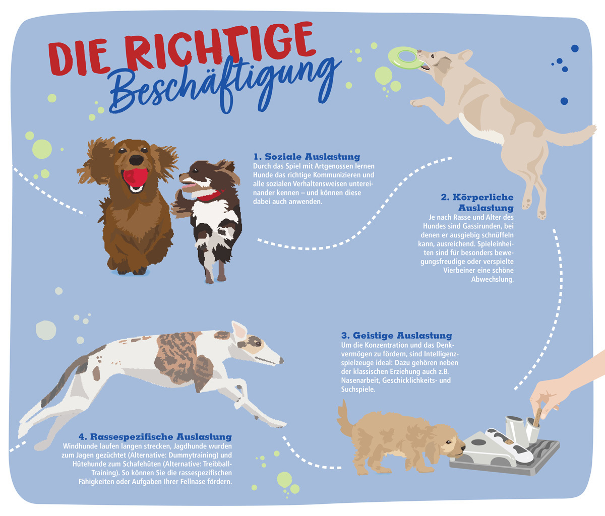 Infografik Hund richtig beschäftigen Infografik Hund richtig beschäftigen