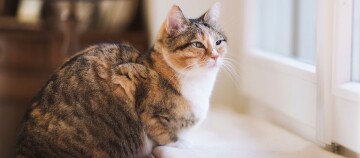 Katze sitzt halb auf Fensterbank und schaut aus Fenster