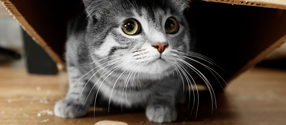 Katze guckt unter Karton hervor Katze guckt unter Karton hervor