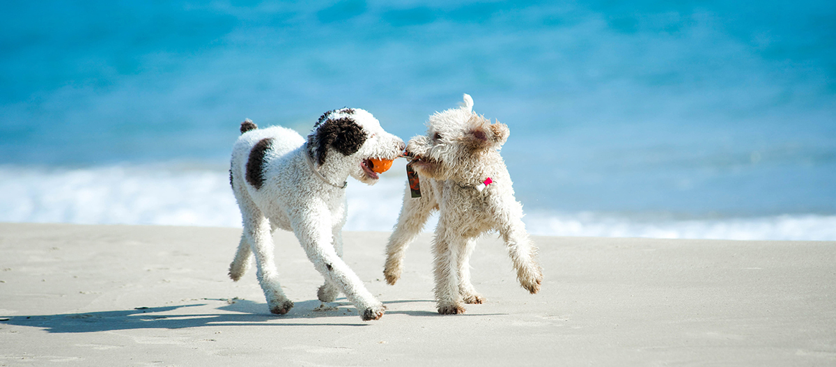 Zwei kleine Hunde spielen zusammen am Strand Zwei kleine Hunde spielen zusammen am Strand