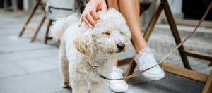 Trennungsangst Hund Gehweg Lokal angeleint