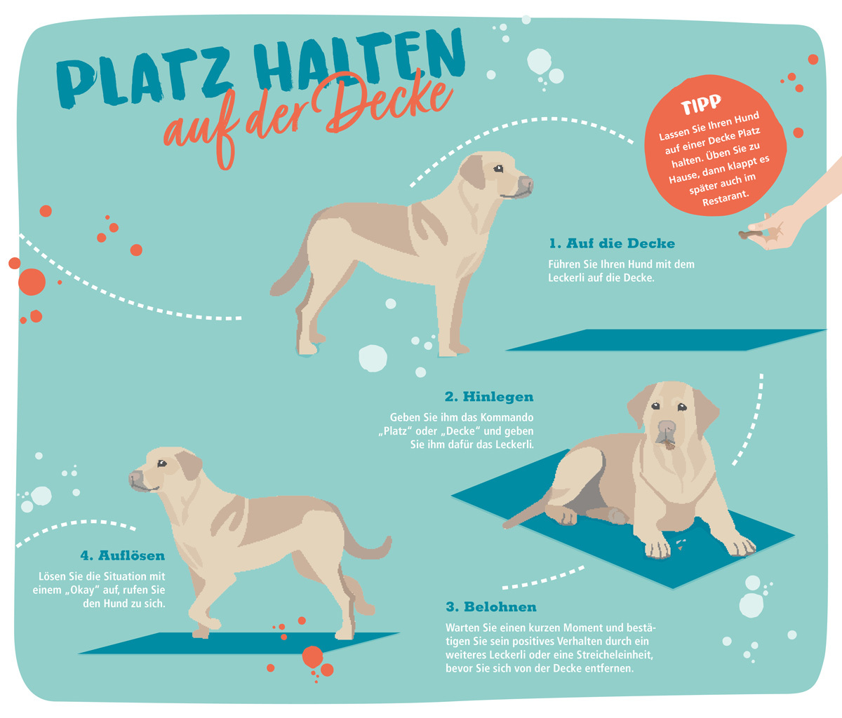 Eine Infografik zeigt wie man mit einem Hund Platz halten auf der Decke übt Eine Infografik zeigt wie man mit einem Hund Platz halten auf der Decke übt