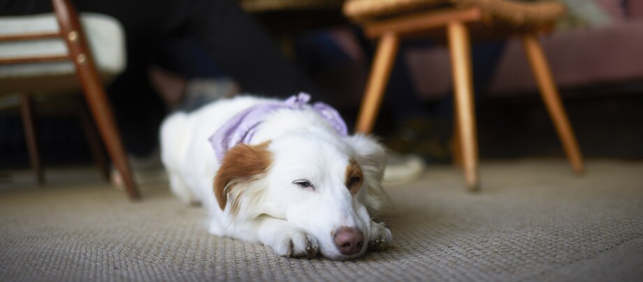 Hund liegt im Lokal auf dem Boden Hund liegt im Lokal auf dem Boden
