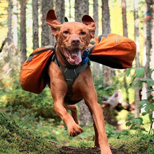 Hund mit Tasche rennt durch Wald Hund mit Tasche rennt durch Wald