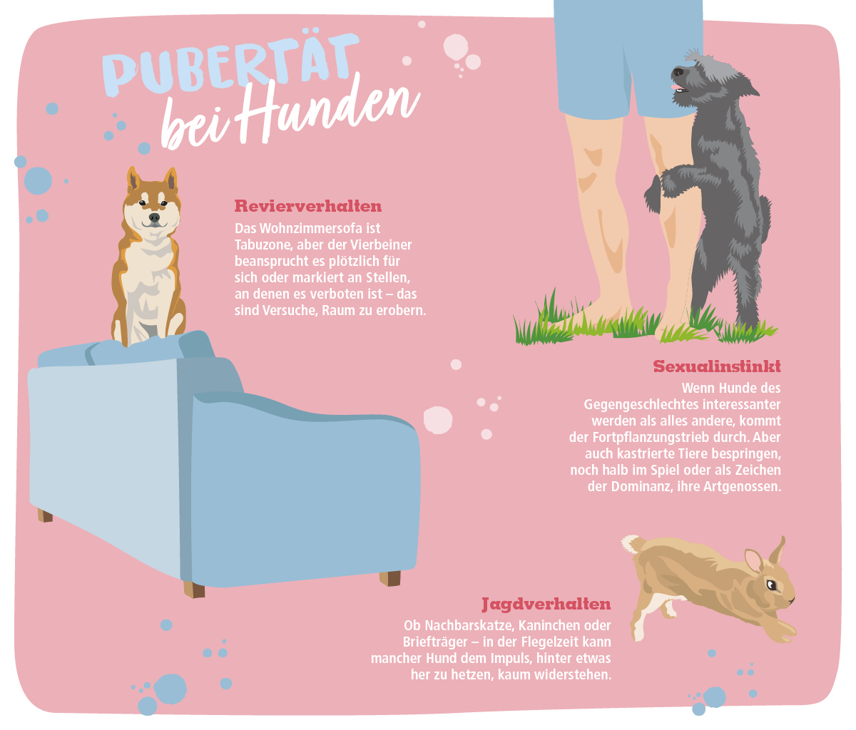 Infografik zum Thema Hunde-Pubertät Infografik zum Thema Hunde-Pubertät