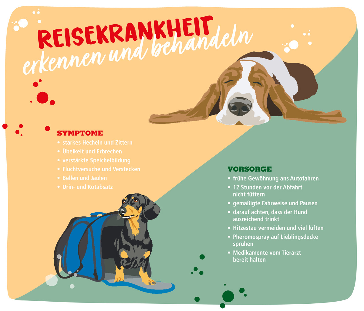 Infografik Reisekrankheit beim Hund erkennen und behandeln Infografik Reisekrankheit beim Hund erkennen und behandeln
