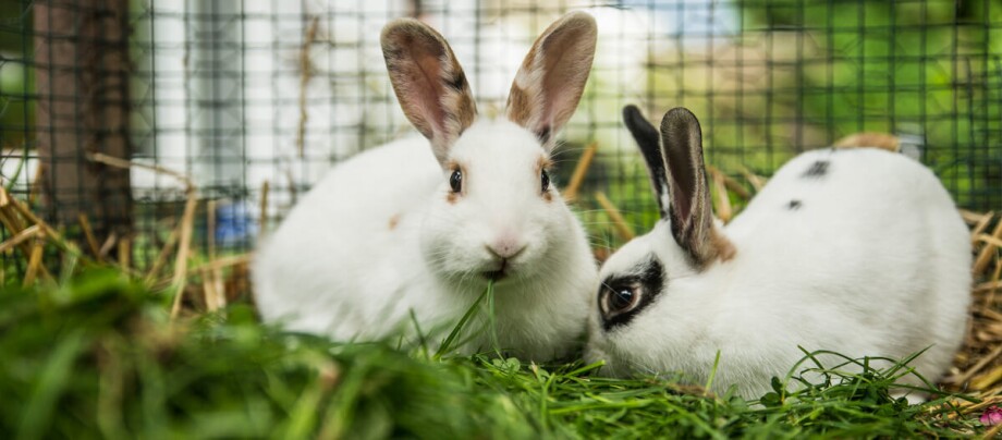 Zwei Kaninchen sitzen im Stall auf einer Wiese