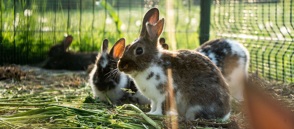 Drei Kaninchen sitzen in einem Freilaufgehege auf einer Wiese. Drei Kaninchen sitzen in einem Freilaufgehege auf einer Wiese.