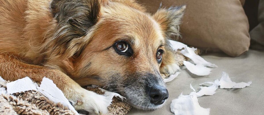 Hund liegt auf dem Sofa neben zerrissenem Papier Hund liegt auf dem Sofa neben zerrissenem Papier