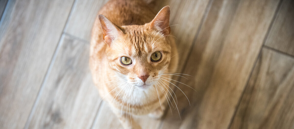 Katze sitzt auf dem Boden und schaut hoch Katze sitzt auf dem Boden und schaut hoch