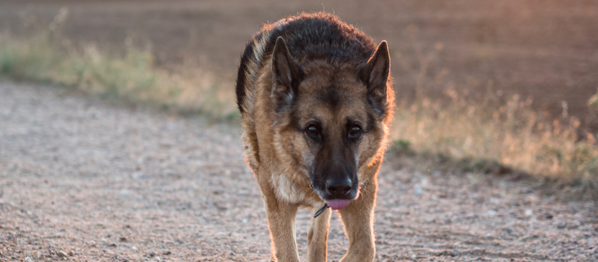 Alter Schäferhund spaziert Alter Schäferhund spaziert