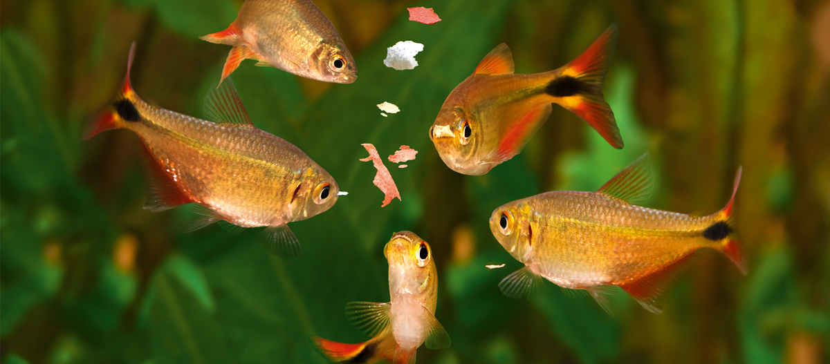 Fische im Aquarium bekommen Futter Fische im Aquarium bekommen Futter