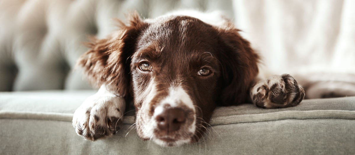 Australian Shepherd liegt auf dem Sofa Australian Shepherd liegt auf dem Sofa