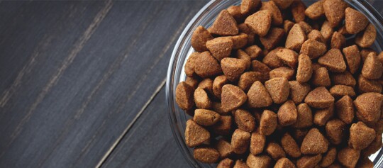 Futternapf gefüllt mit Trockenfutter