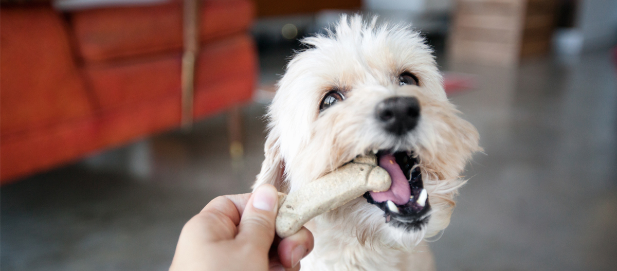 Hund bekommt Kauknochen Hund bekommt Kauknochen