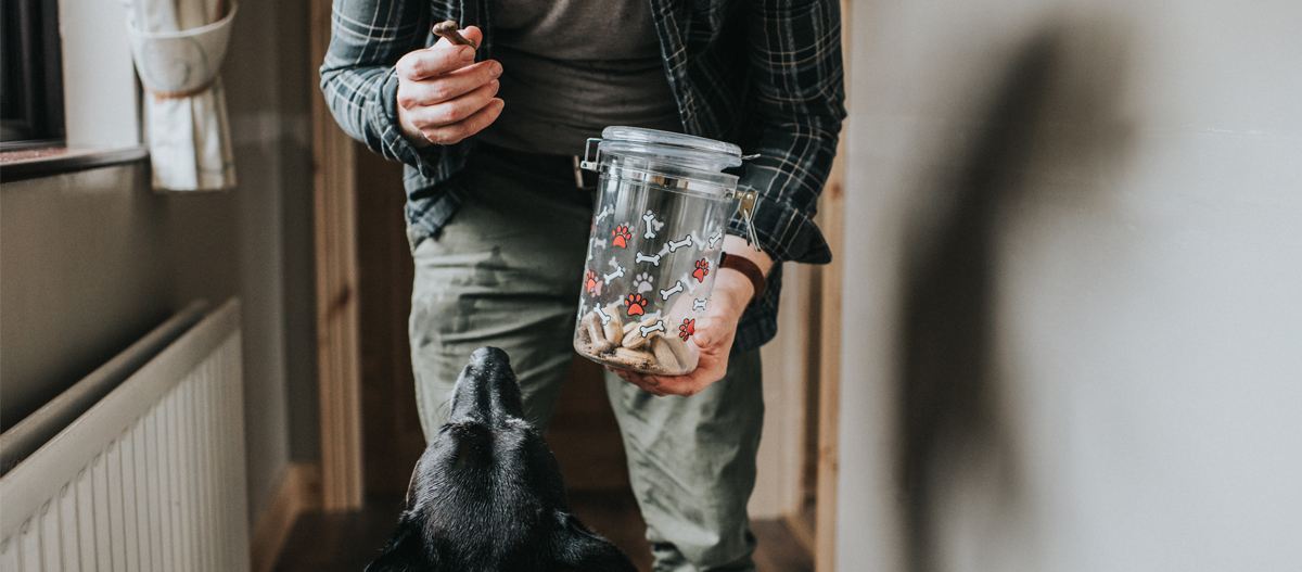Hund bekommt Leckerchen Hund bekommt Leckerchen