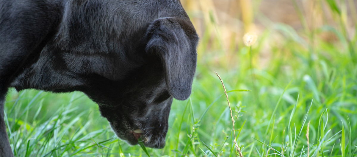 Hund frisst Gras Hund frisst Gras